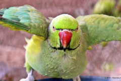 Parakeet